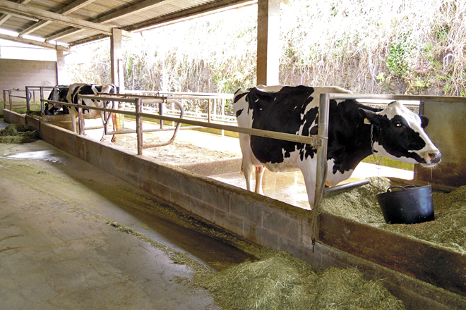 Zona de cubículos individuais con capacidade para seis animais onde se atopan as vacas de concurso