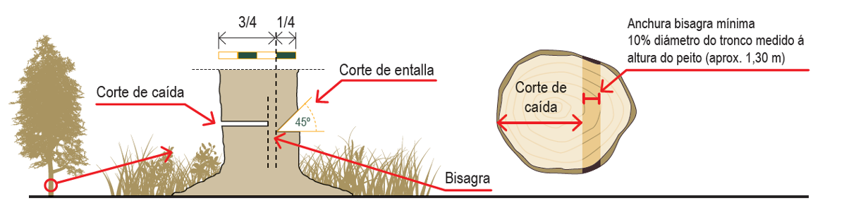 ISSGA CORTA ARVORES SENTADAS 2