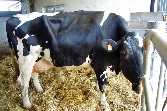Unha das áreas de separación ás que os robots derivan ás vacas enfermas ou en celo