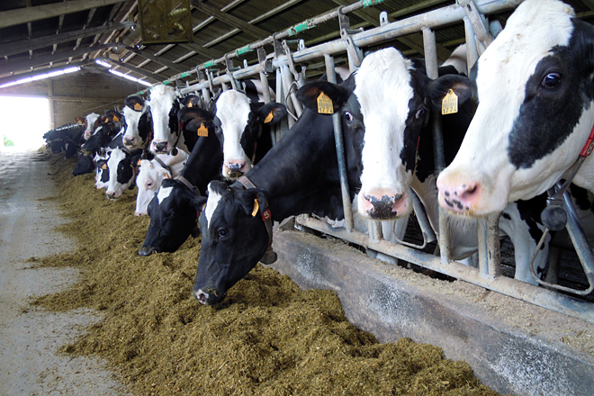 NOVOA SC (Taboada) racion vacas producion