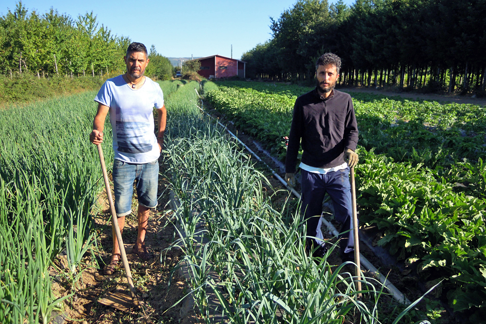 Juan e Manolo traballando na leira onde teñen plantadas as cebolas