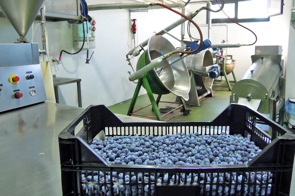 Zona de elaboración, onde empregan froita madura de tempada. O 50% da materia prima é propia e o resto mércana a outros produtores de Galicia e Portugal