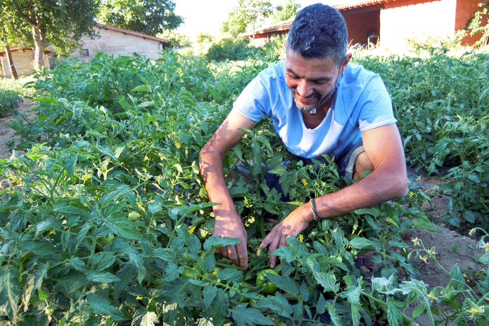 Botan distintas variedades de tomate destinados sobre todo a conserva natural ecolóxica