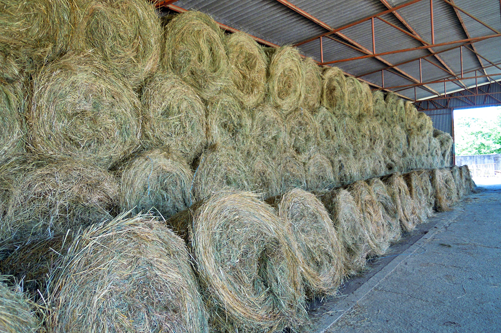 Empregan as instalacións da antiga gandería de leite como almacén de forraxe e maquinaria