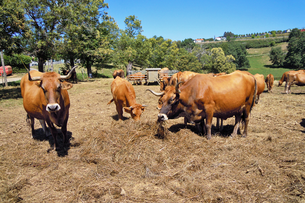 Dispoñen dunhas zonas específicas onde depositan os rolos de herba seca no chan para que os animais coman e fagan esterco