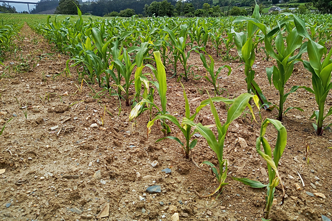 Plantas amarillentas polo efecto do frío e o exceso de humidade