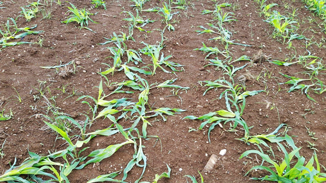 Efectos dunha mala aplicación de herbicida sobre plantas débiles polo efecto da baixa temperatura e o mal tempo