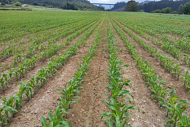 Finca de millo na comarca da Mariña, onde o cultivo acumula retraso malia ser labrado cedo