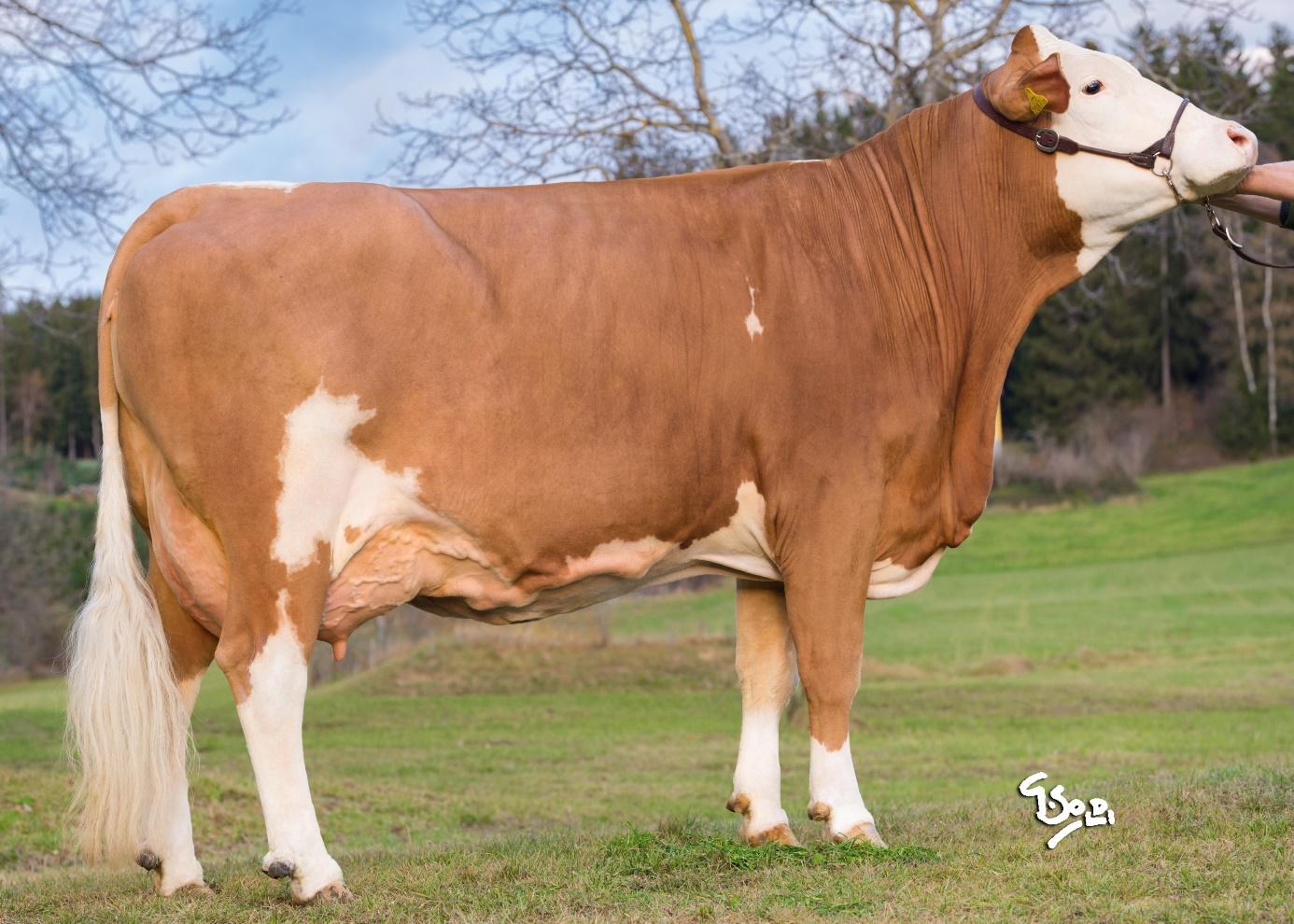 FLECKVIEHT GENETIC AUSTRIA CRIADOR 12