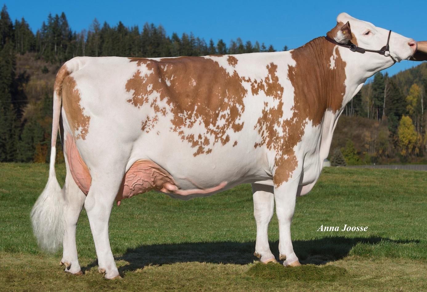 FLECKVIEHT GENETIC AUSTRIA CRIADOR 14