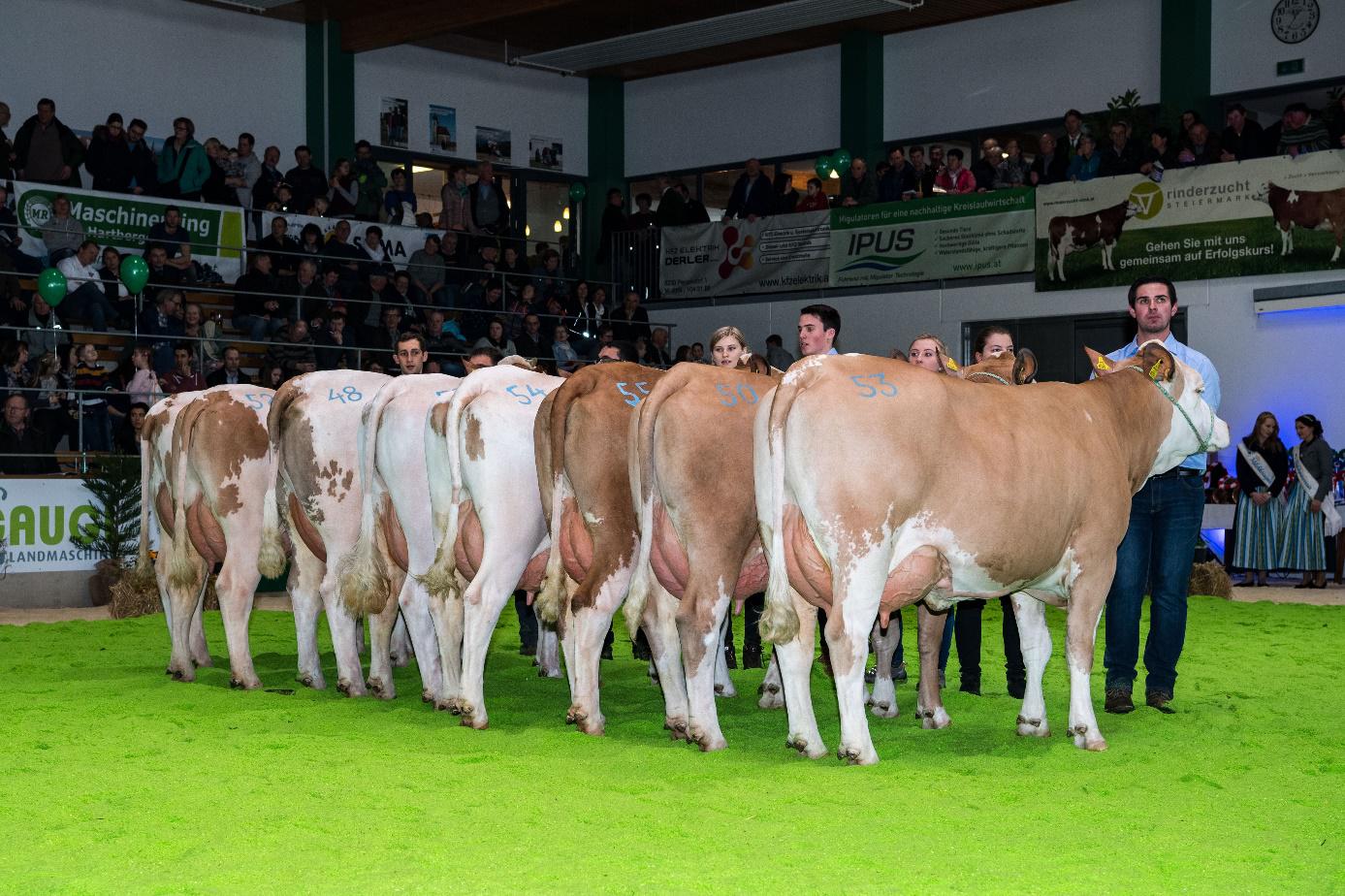 FLECKVIEHT GENETIC AUSTRIA CRIADOR 15