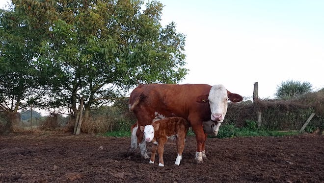 fleckvieh e becerro2ç_Ganderia Os Taboada_Portomarin