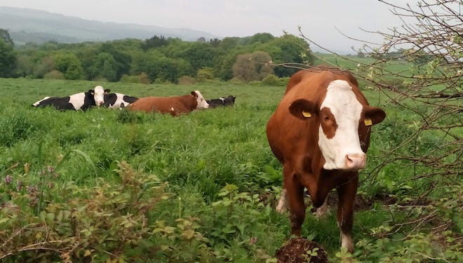 vacas Fleckvieh_frisoas-Ganderia Os Taboada