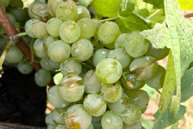 Danos do pedrazo en uva branca nunha das parcelas do Coto de Gomariz