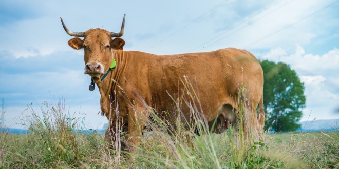 Una vaca con el dispositivo Gelob