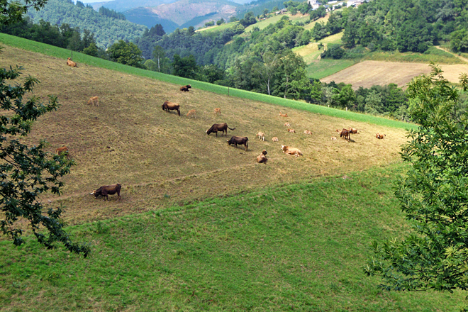 GANADOS AMANEI (Baleira) ganderia extensiva montaña raza vianesa