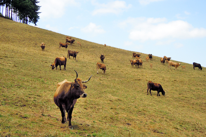 GANADOS AMANEI (Baleira) vacas vianesas de Amaro Lopez