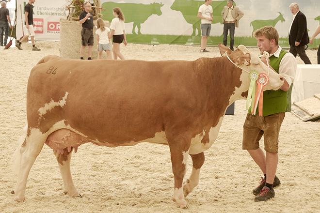 Unha das vacas gañadoras do concurso na feira do gando