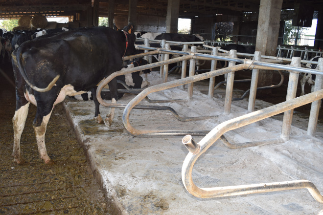 As vaas están en cama de colchoneta con carbonato e serraduras