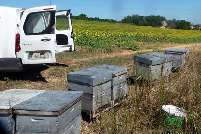 Servicio de polinización de cultivos agrícolas con abejas prestado por Gilles Fert