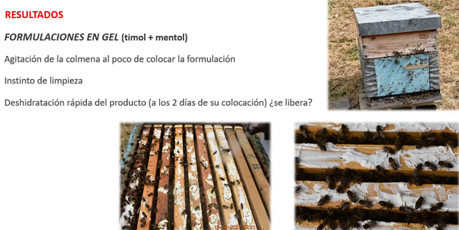 resultados gel timol+mentol