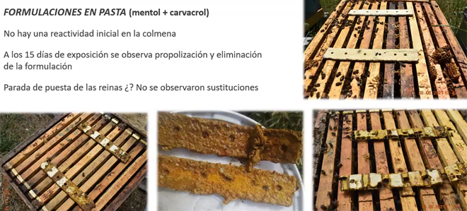 resultados pasta mentol+carvacrol