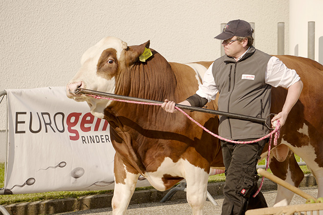 Un dos touros da exhibición no Centro de Inseminación