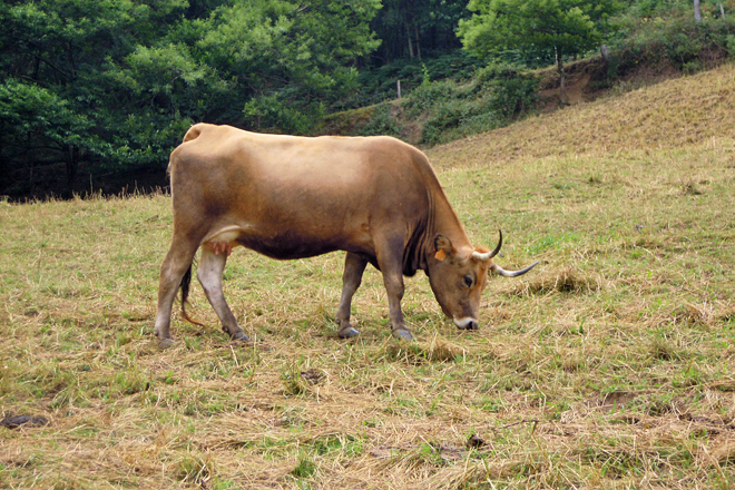 vaca vianesa