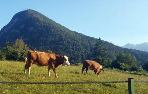Vacas en pastos dun val.