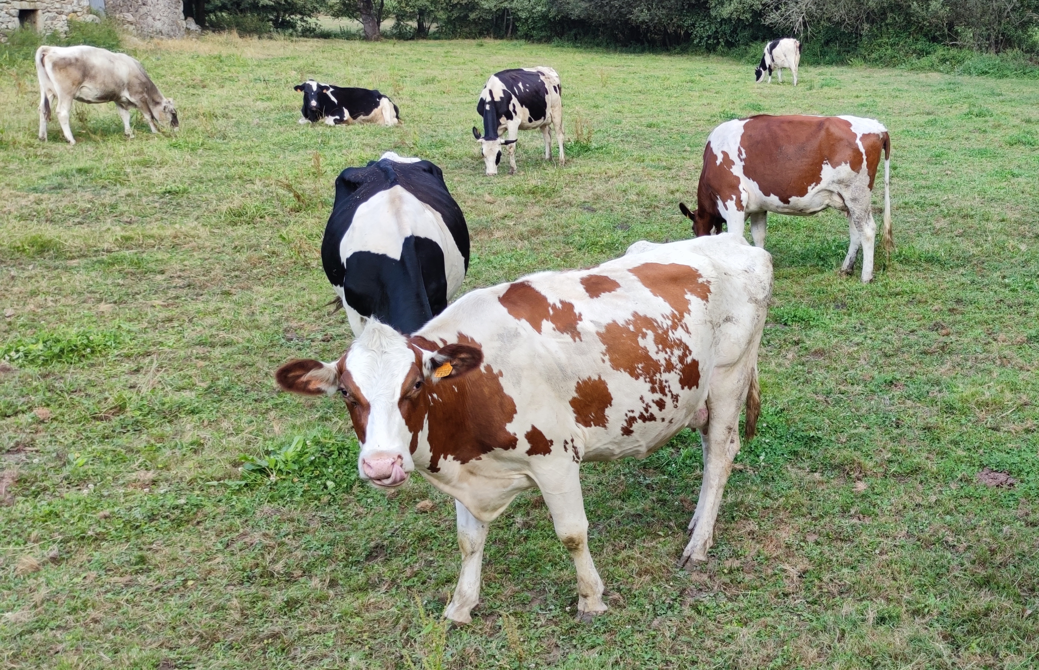 vacas _Ganderia Rousil