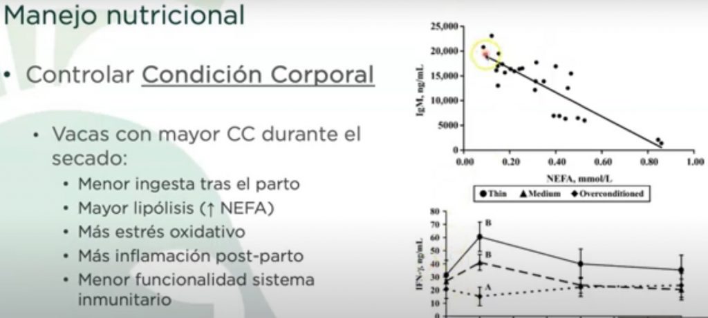 Angel Abuelo control condicion corporal vaca seca