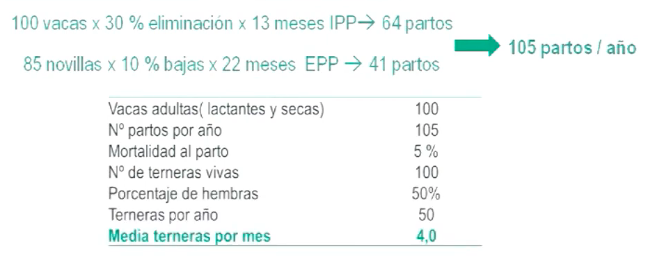Calculo novillas en granja de 100 vacas