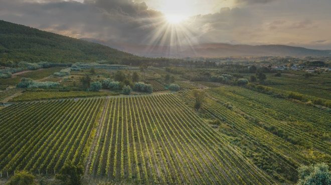 Viñas da DO Monterrei