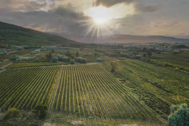Viñas de la DO Monterrei