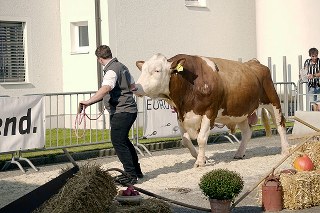 Imaxes do Centro de Inseminación Artificial de Austria
