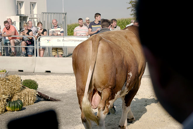 Imaxes do Centro de Inseminación Artificial de Austria
