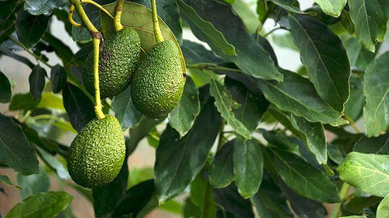 Detalle dunha das árbores de aguacate do Rosal