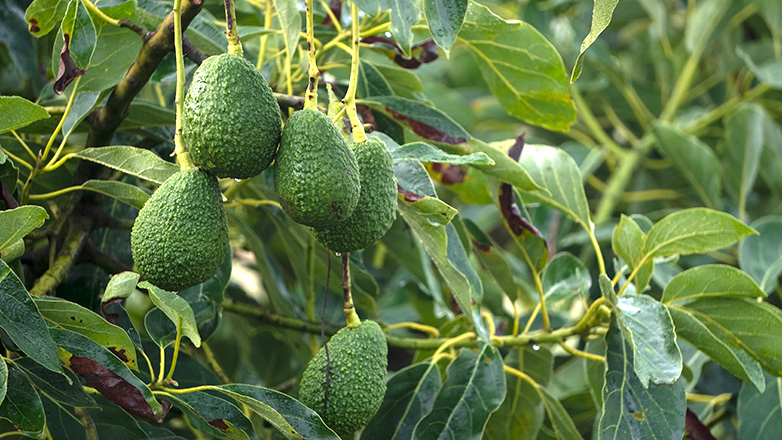 Detalle dunha das árbores de aguacate do Rosal