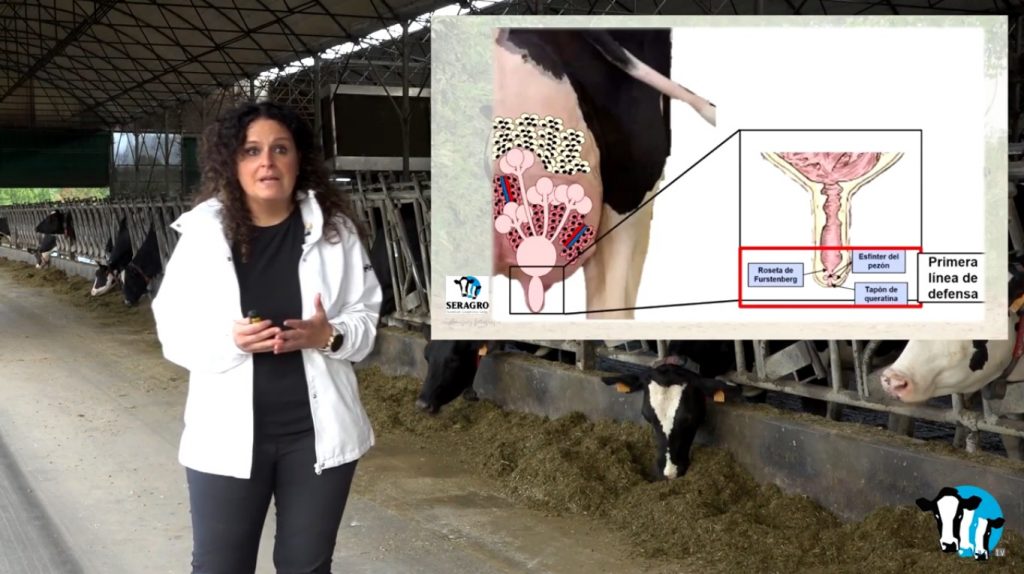 La veterinaria Marga Penelas, durante su intervención en las Jornadas Técnicas de Seragro, que este año se desarrollan de forma online