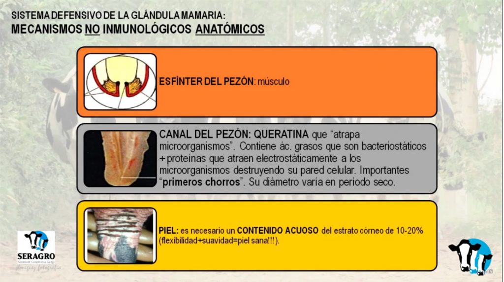 Marga Penelas mamitis2