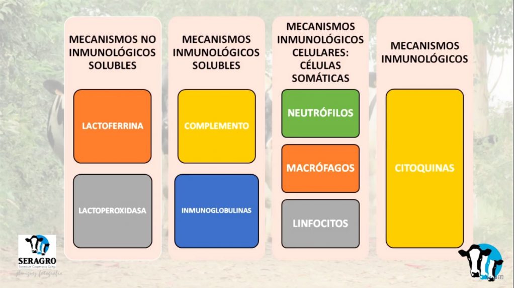 Marga Penelas mamitis3