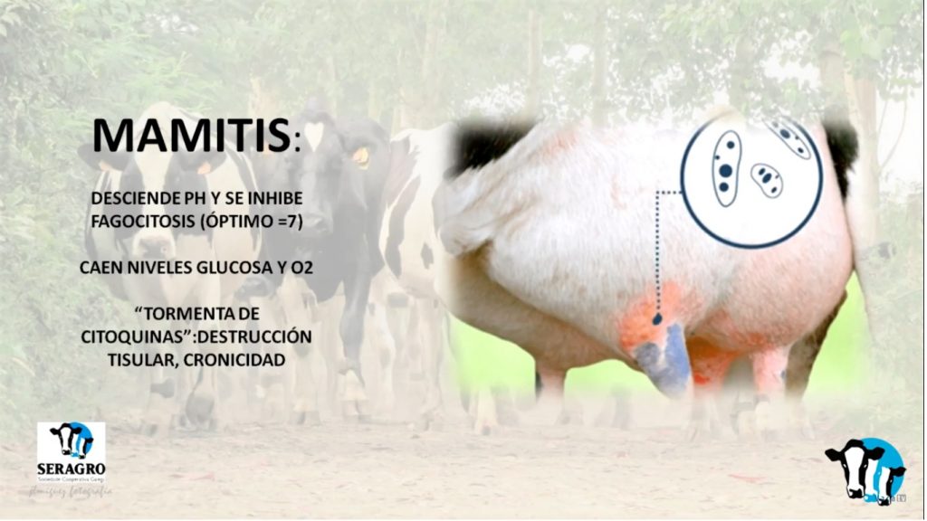 Marga Penelas mamitis4