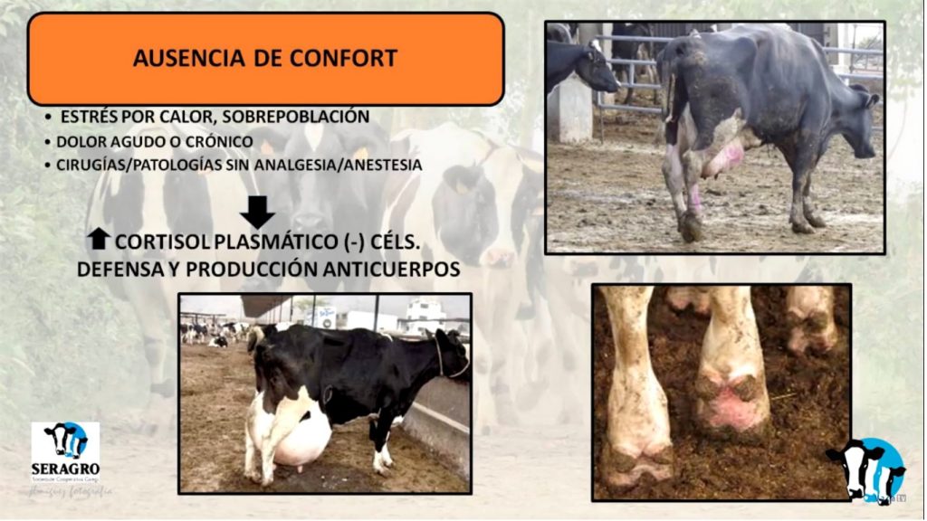 Marga Penelas mamitis5
