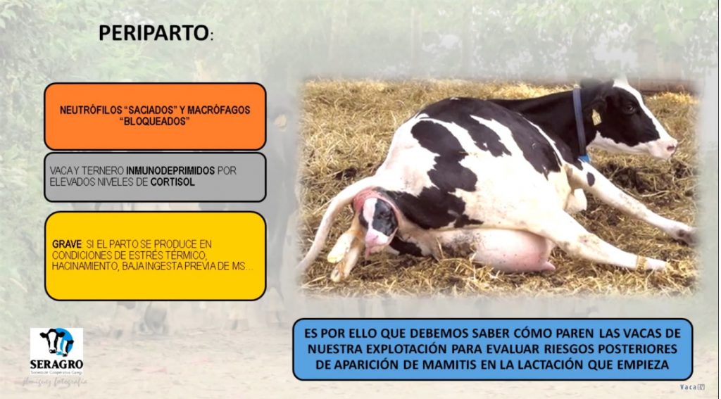 Marga Penelas mamitis6