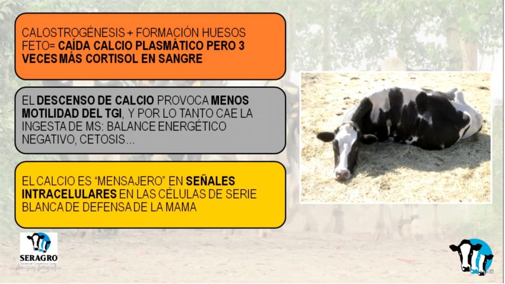 Marga Penelas mamitis7