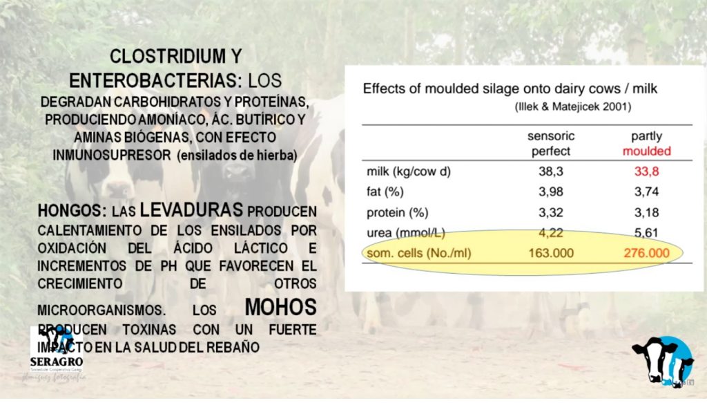 Marga Penelas mamitis9