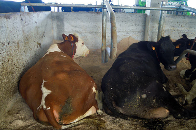 Teñen vacas cruzadas de fleckvieh, parda alpina e jersei e van comezar a poñer montbeliard e roja sueca