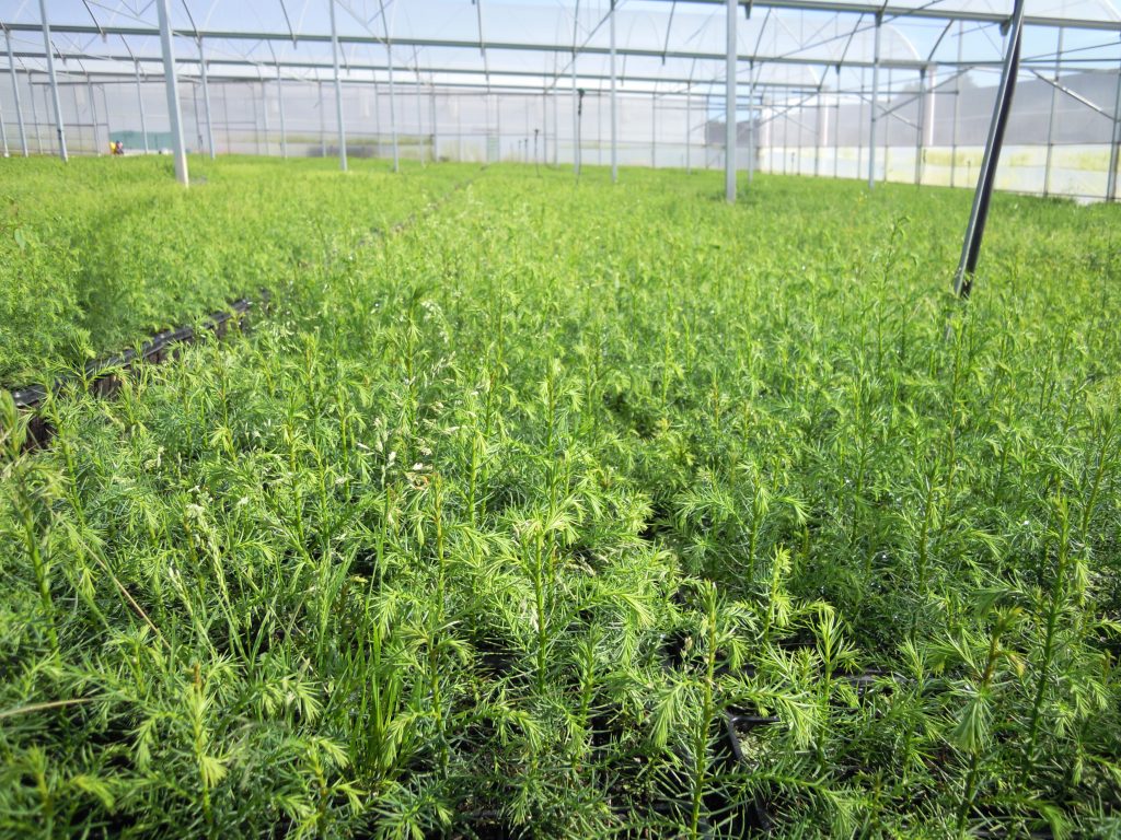 Mañente produce cryptomeria o cedro japonés desde hace cuatro años con destino al País Vasco