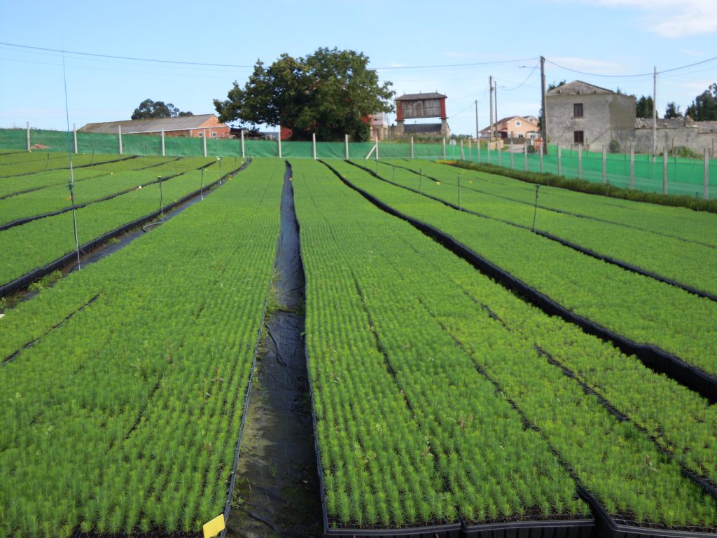 Zona dedicada a producción de plantas de conífera en Viveros Mañente