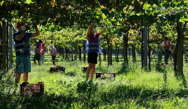 Vendima Rias Baixas Martin Codax 2021